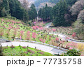 大内沢花桃の里 77735758