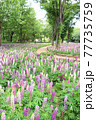 国営武蔵丘陵森林公園・ルピナスの花畑 77735759
