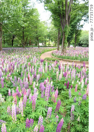 国営武蔵丘陵森林公園 ルピナスの花畑の写真素材