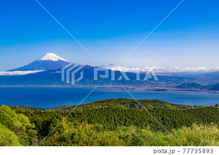 静岡県伊豆市　だるま山高原レストハウスから見た早朝の富士山 77735893