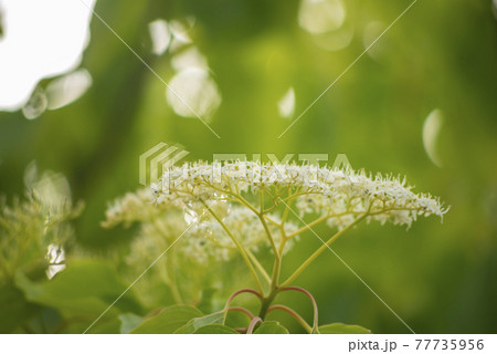 葉 ハナミズキ 花 77735956