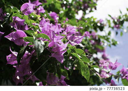 真夏のブーゲンビリアの写真素材