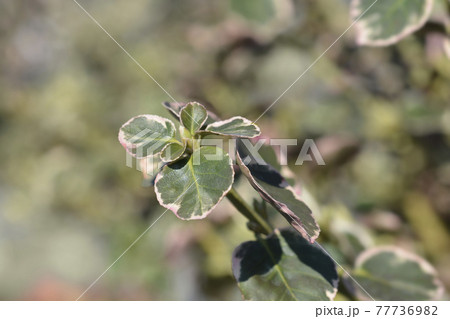 Wintercreeper Emerald Gaiety Wintercreeper Emerald Gaiety 77736982
