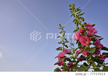 タチアオイ(立葵) タチアオイ(立葵) 77737013