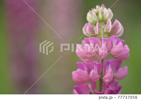 ルピナス 77737056