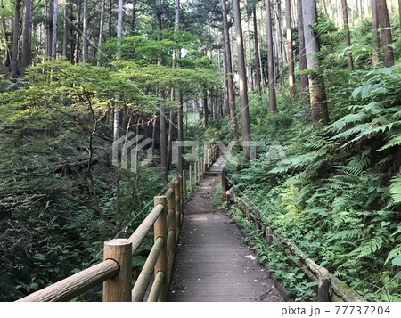 森林の散歩道 森林の散歩道 77737204