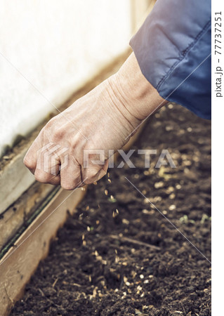 Senior woman sows radish seeds into fertilized soil in garden Senior woman sows radish seeds into fertilized soil in garden 77737251