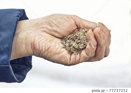 Senior woman holds dill seeds on wrinkled palm on white background Senior woman holds dill seeds on wrinkled palm on white background 77737252