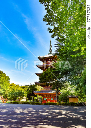 東京都台東区にある旧寛永寺の五重塔の風景 東京都台東区にある旧寛永寺の五重塔の風景 77737325