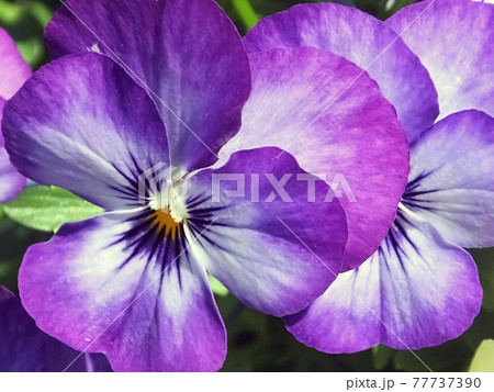 パープルの花 紫のパンジーの写真素材 [77737390] - PIXTA