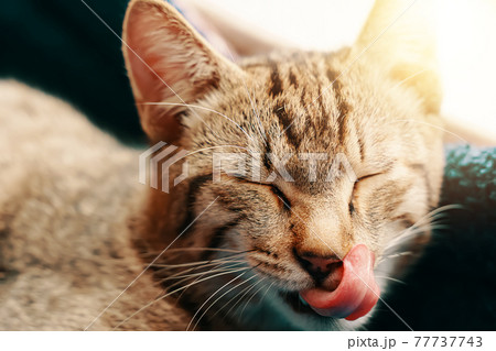 Striped lazy cat is licking its lips. 77737743