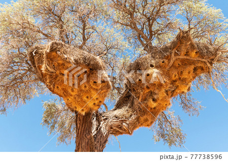 Sociable Weavers nest on acacia tree Sociable Weavers nest on acacia tree 77738596