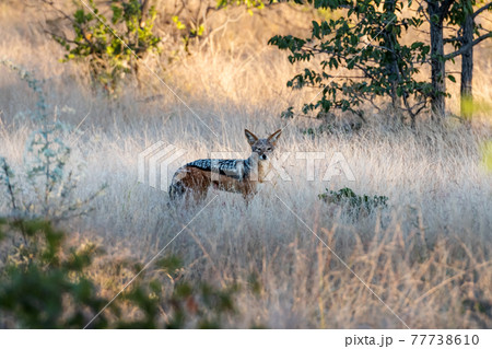 Black-backed jackal in african bysh Black-backed jackal in african bysh 77738610