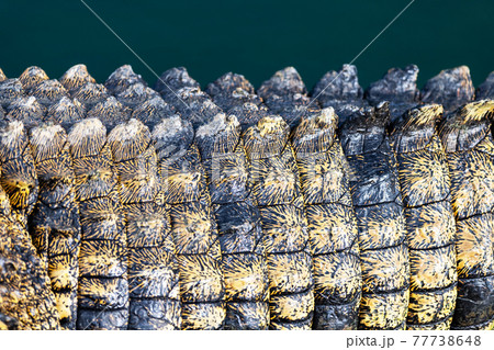 Pink Crocodile Skin Texture Wallpaper Stock Photo 101727337