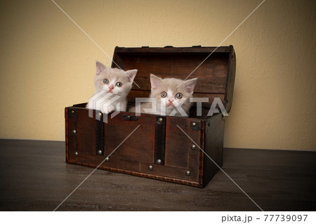 two cute british shorthair kittens inside of wooden treasure box two cute british shorthair kittens inside of wooden treasure box 77739097