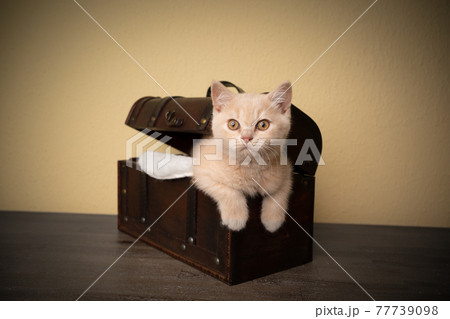cute british shorthair kitten inside of treasure box cute british shorthair kitten inside of treasure box 77739098
