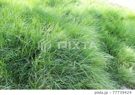 long Wild grass image for desktop long Wild grass image for desktop 77739424