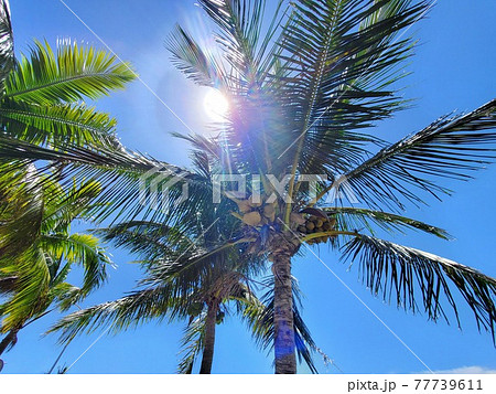 沖縄 石垣島のヤシの木、椰子の実の写真素材 [77739611] - PIXTA