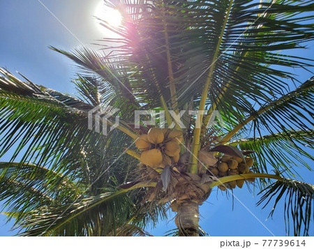 沖縄 石垣島のヤシの木、椰子の実 沖縄 石垣島のヤシの木、椰子の実 77739614