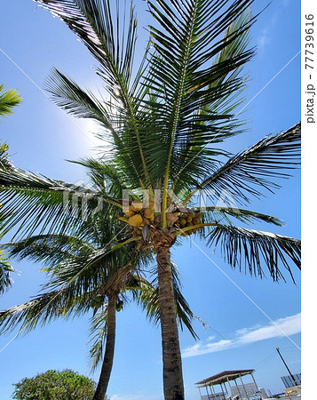 沖縄 石垣島のヤシの木、椰子の実の写真素材 [77739616] - PIXTA