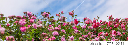 薔薇と青空 77740251