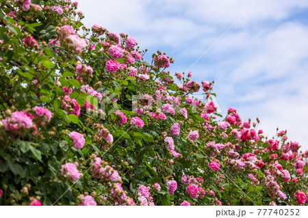薔薇と青空 77740252