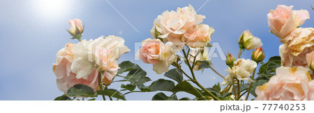 薔薇と青空 77740253