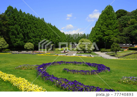 4月 相模原2新緑のメタセコイヤ並木 県立相模原公園の写真素材