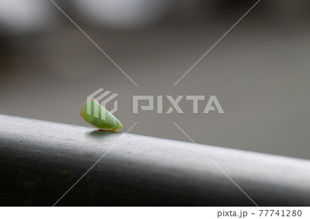 不思議な形をしたセミの小さな仲間　オオヨコバイ 77741280