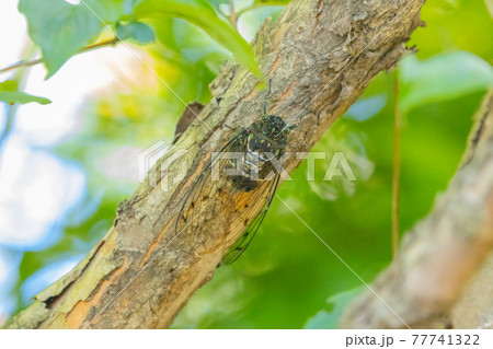 夏の陽射しや暑さを連想させる鳴き声　ミンミンゼミ 77741322