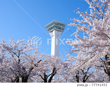 五稜郭タワーと桜  77741455