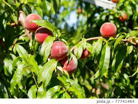 Ripe peaches on tree branches Ripe peaches on tree branches 77741464