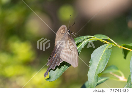 優雅に森を舞う黒いアゲハチョウの仲間クロアゲハ 77741489