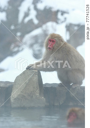 温泉のお猿(地獄谷野猿公苑 長野県) 温泉のお猿(地獄谷野猿公苑 長野県) 77741526