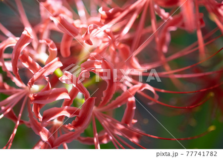 秋のお彼岸に合わせるように赤い花を咲かせるヒガンバナ 秋のお彼岸に合わせるように赤い花を咲かせるヒガンバナ 77741782