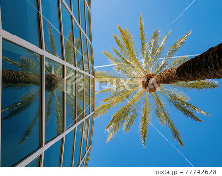 Palm tree and modern building in the campus of UNLV Palm tree and modern building in the campus of UNLV 77742628