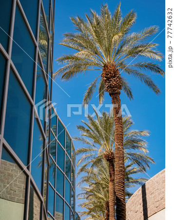 Palm tree and modern building in the campus of UNLV Palm tree and modern building in the campus of UNLV 77742632