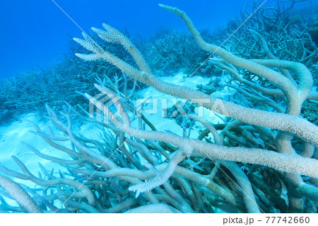 横に伸びるサンゴ 77742660