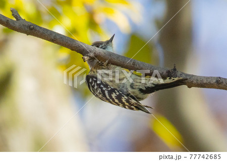 日本一小さなキツツキ コゲラ 日本一小さなキツツキ コゲラ 77742685