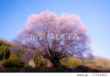 天王桜 群馬県片品村針山 オオヤマザクラ 尾瀬 天王桜 群馬県片品村針山 オオヤマザクラ 尾瀬 77742803