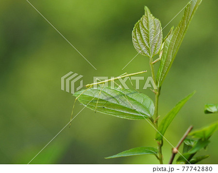 ナナフシ（ナナフシモドキ）の幼虫 77742880