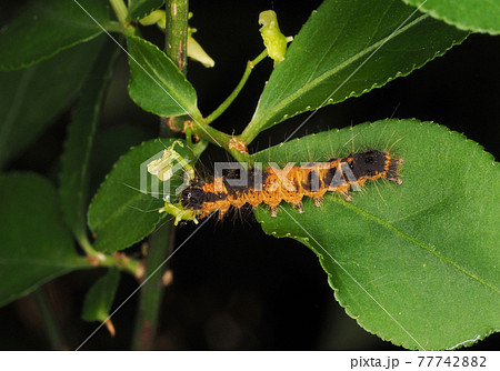 ドクガの幼虫 77742882