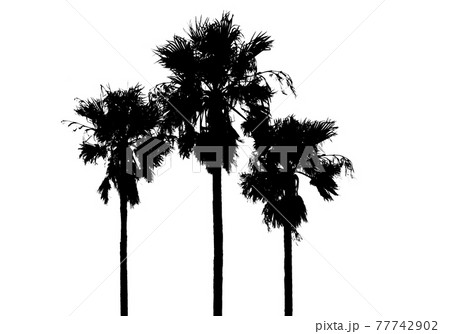 椰子の木のシルエット 並木のイメージのイラスト素材