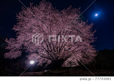 天王桜　ライトアップ　ピンクムーン　群馬県片品村 77743065