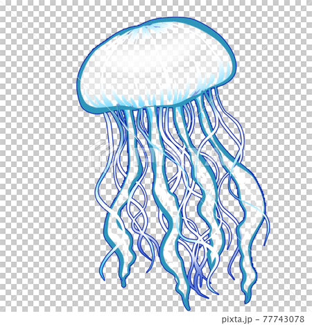 リアルなクラゲのイラスト 77743078