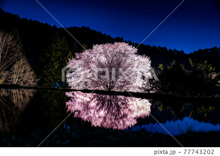 天王桜のリフレクション　ライトアップ　群馬県片品村　天然記念物 77743202