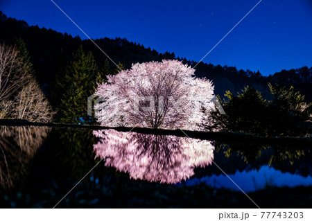 天王桜のリフレクション　ライトアップ　群馬県片品村　天然記念物 77743203