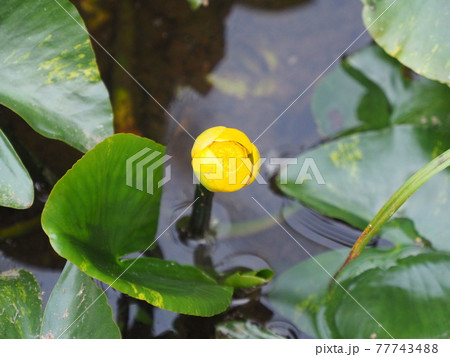 水辺の植物、コウホネのつぼみ 水辺の植物、コウホネのつぼみ 77743488