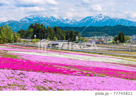 芝桜と越後三山 77743821