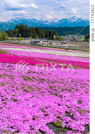 芝桜と越後三山（縦） 77743822